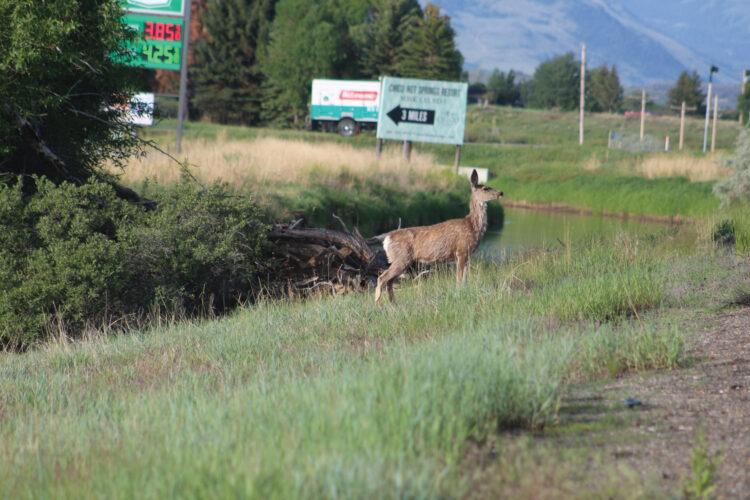 How Does Habitat Fragmentation Affect Biodiversity?